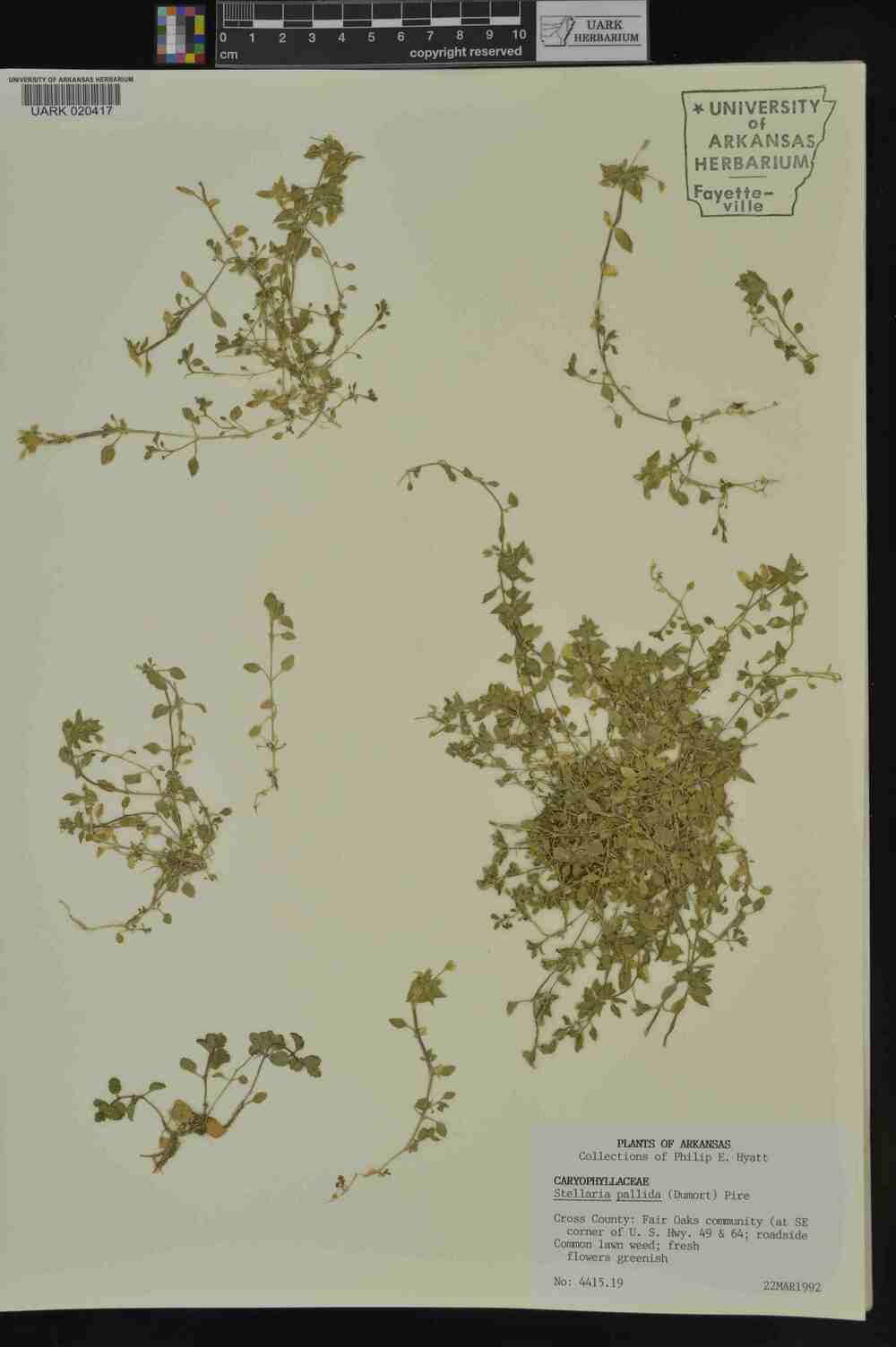 Herbarium sample