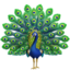 peacock