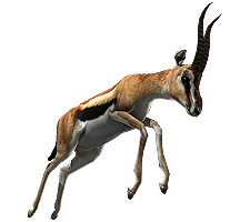 Image of Gazelle