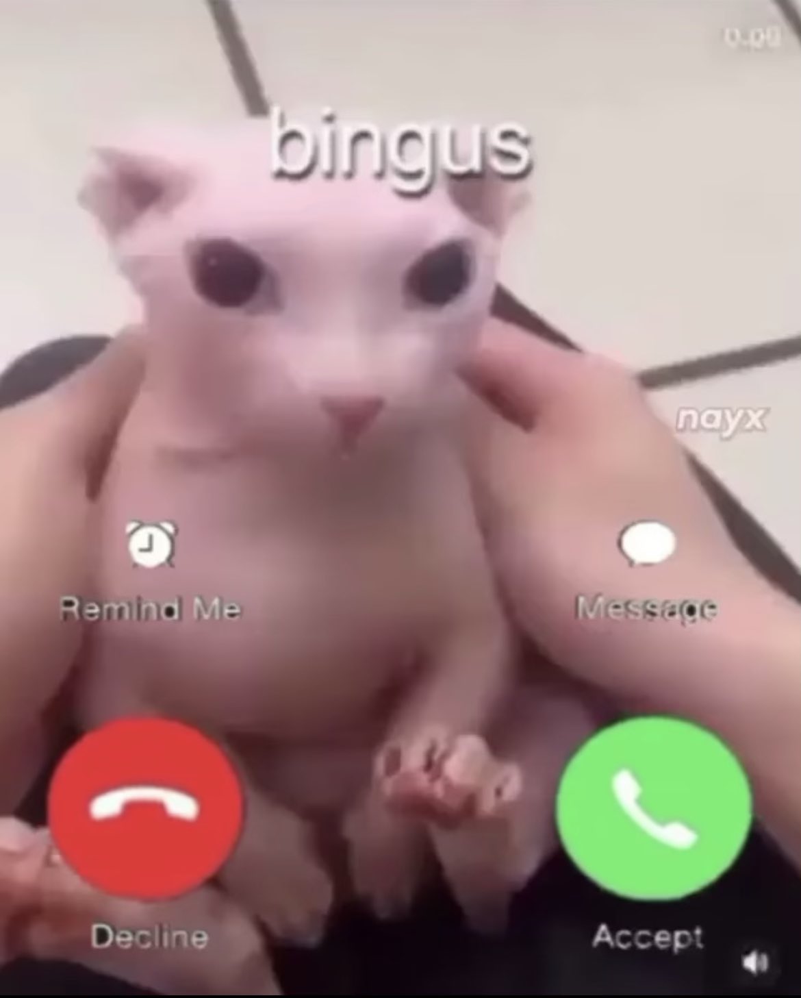 incoming call from bingus