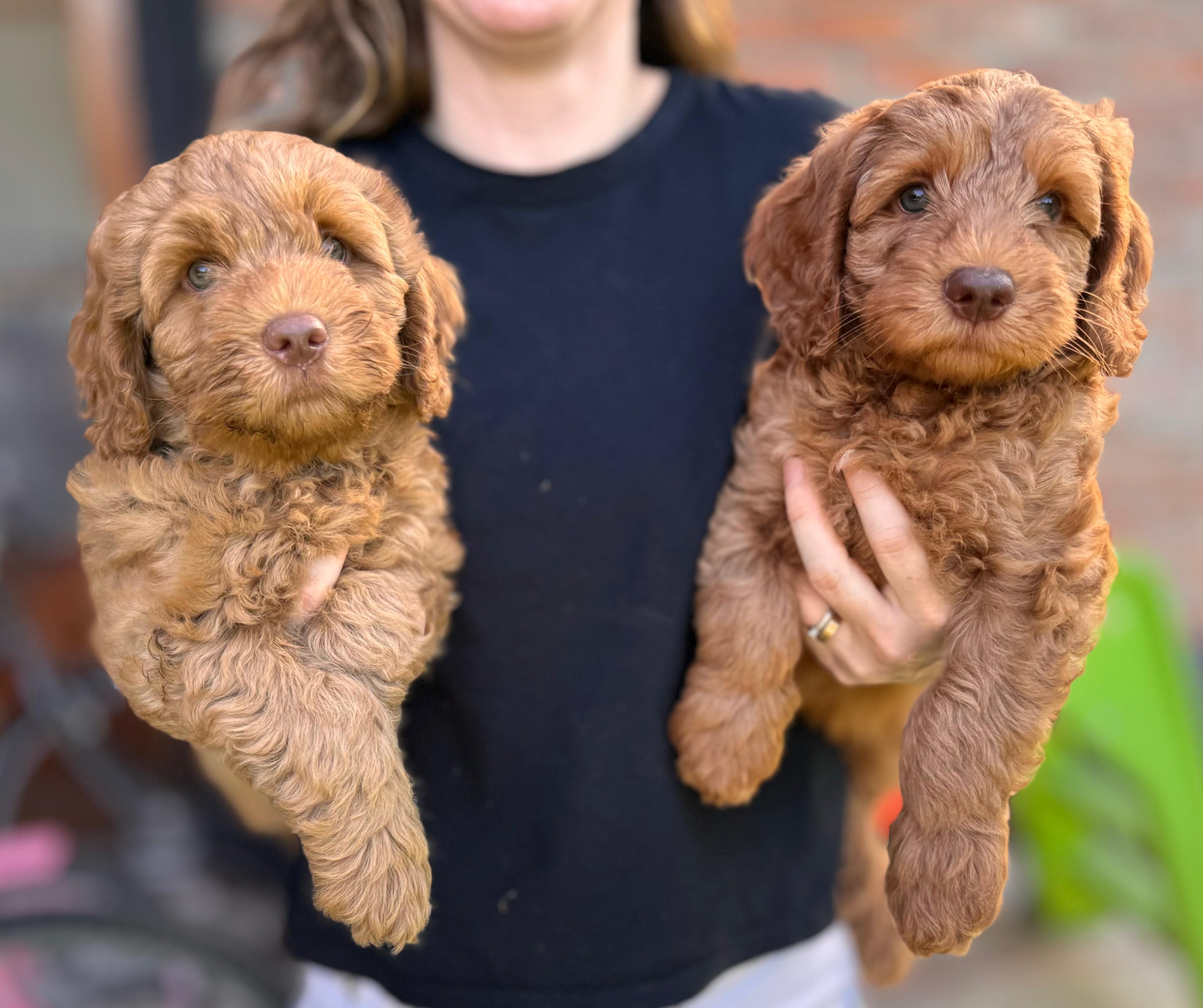 Cachorro en entorno familiar