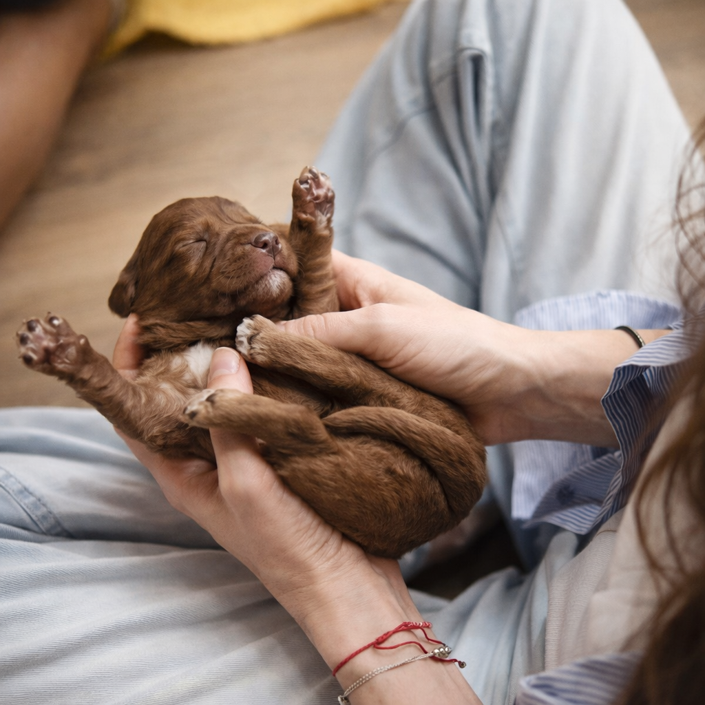 Socialización de cachorros