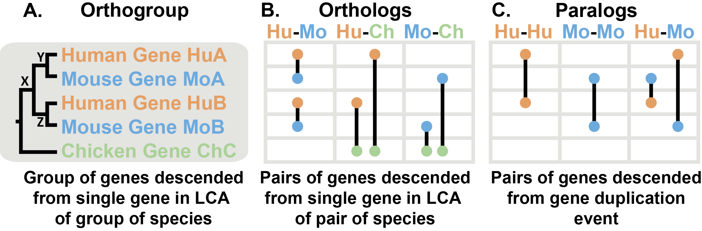 Orthologues, Orthogroups & Paralogues