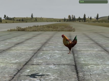 Cock