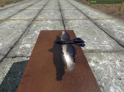 Hawk