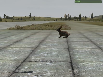 Rabbit
