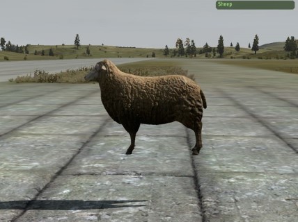 Sheep