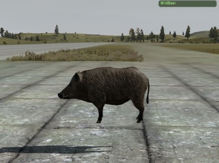 WildBoar
