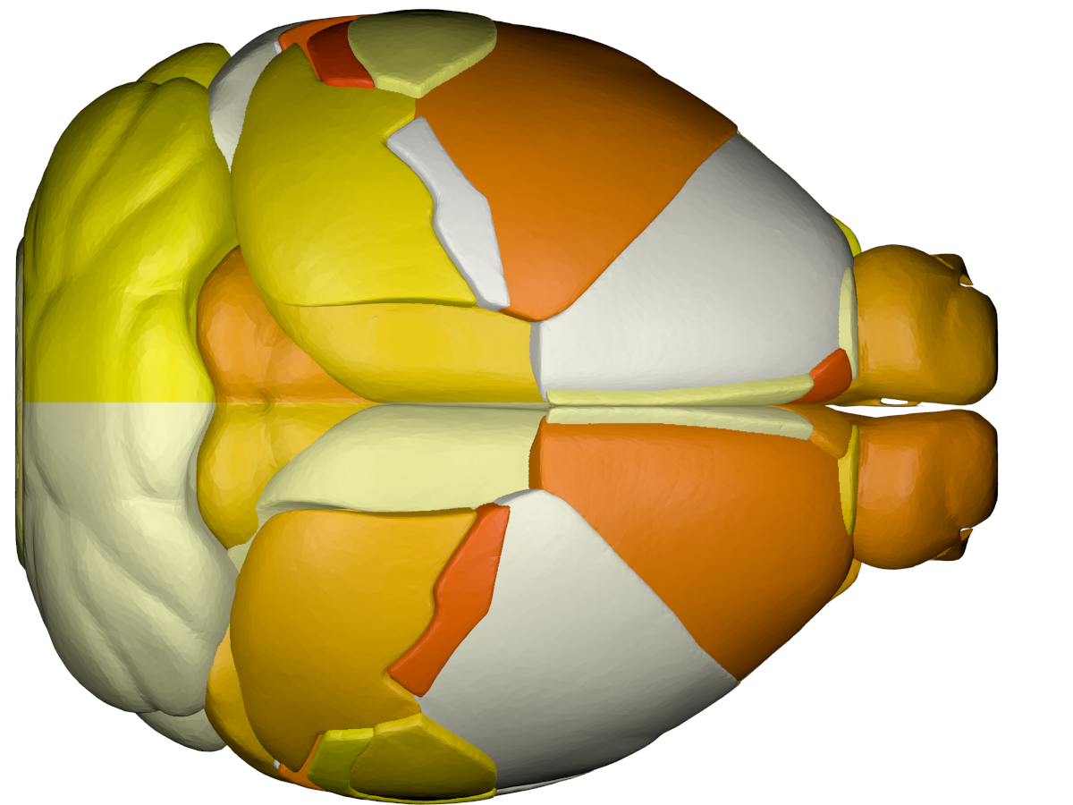 Cortical surface top