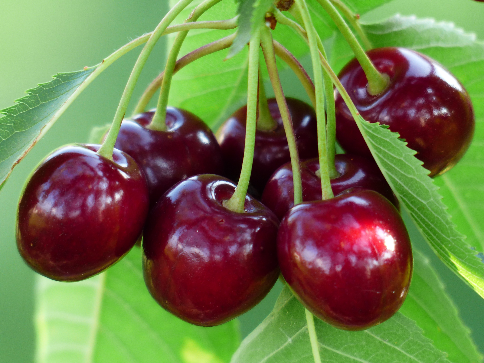 A bunch of cherries