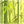 Icono de Bamboo Forest