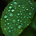 Icono de Rain Drop Ripple
