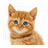 Icono de Talking, Dancing Cat