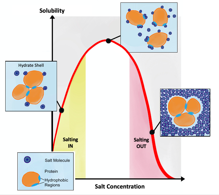 Salting in vs. salting out