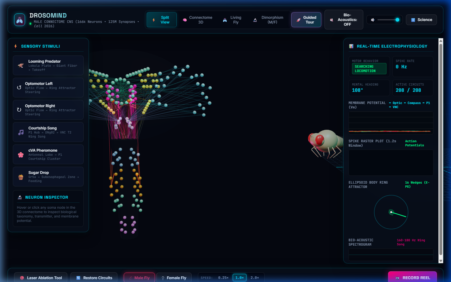 DROSOMIND Live Connectome Simulator