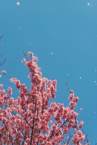 Tree and sky