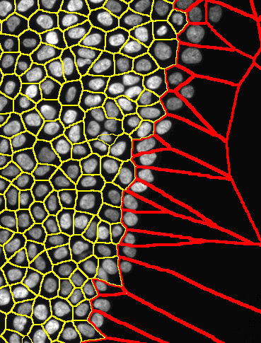 An example of cells (nuclei) located at edges of the monolayer is shown below (marked in red)