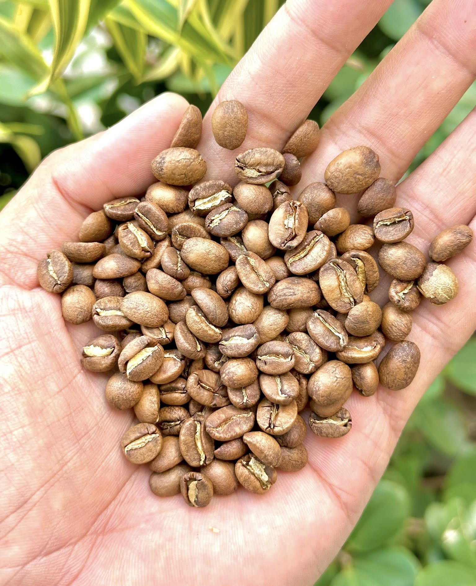 Barista preparing coffee