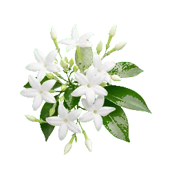 Floral
