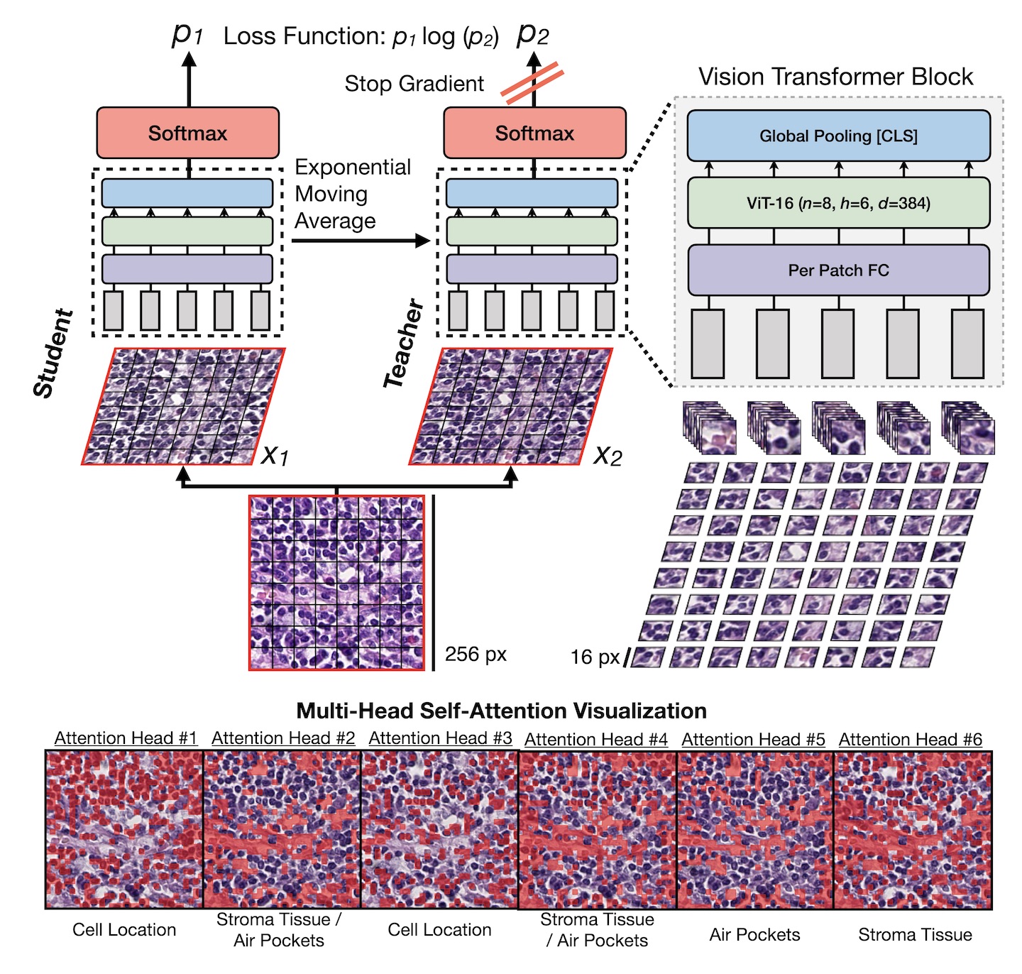 self supervised visual representation learning for histopathological images