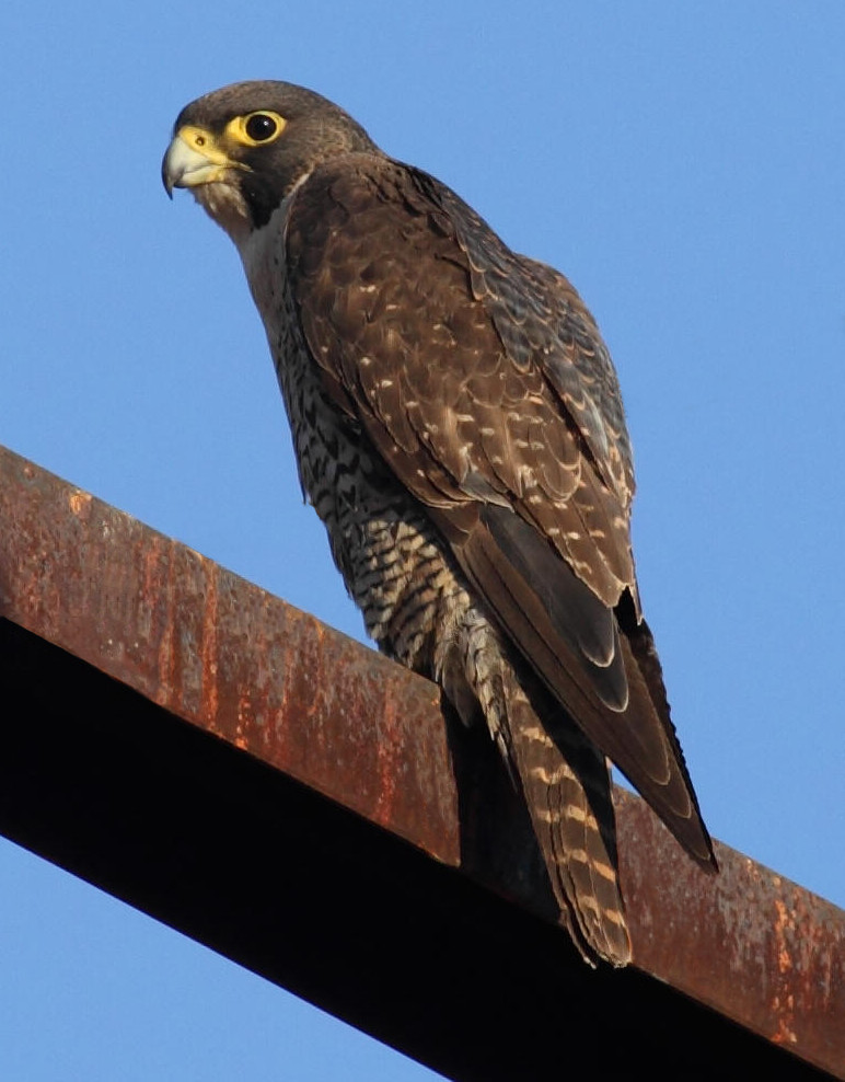 Peregrine falcon, by Christopher Watson