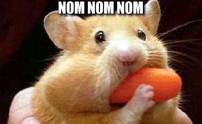 cute animal nomming on carrot