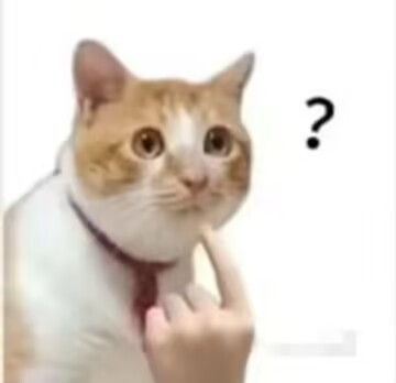 cat.jpg