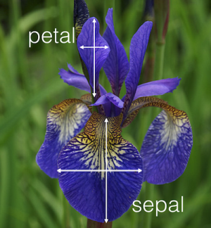 íris -Sépala -Pétala