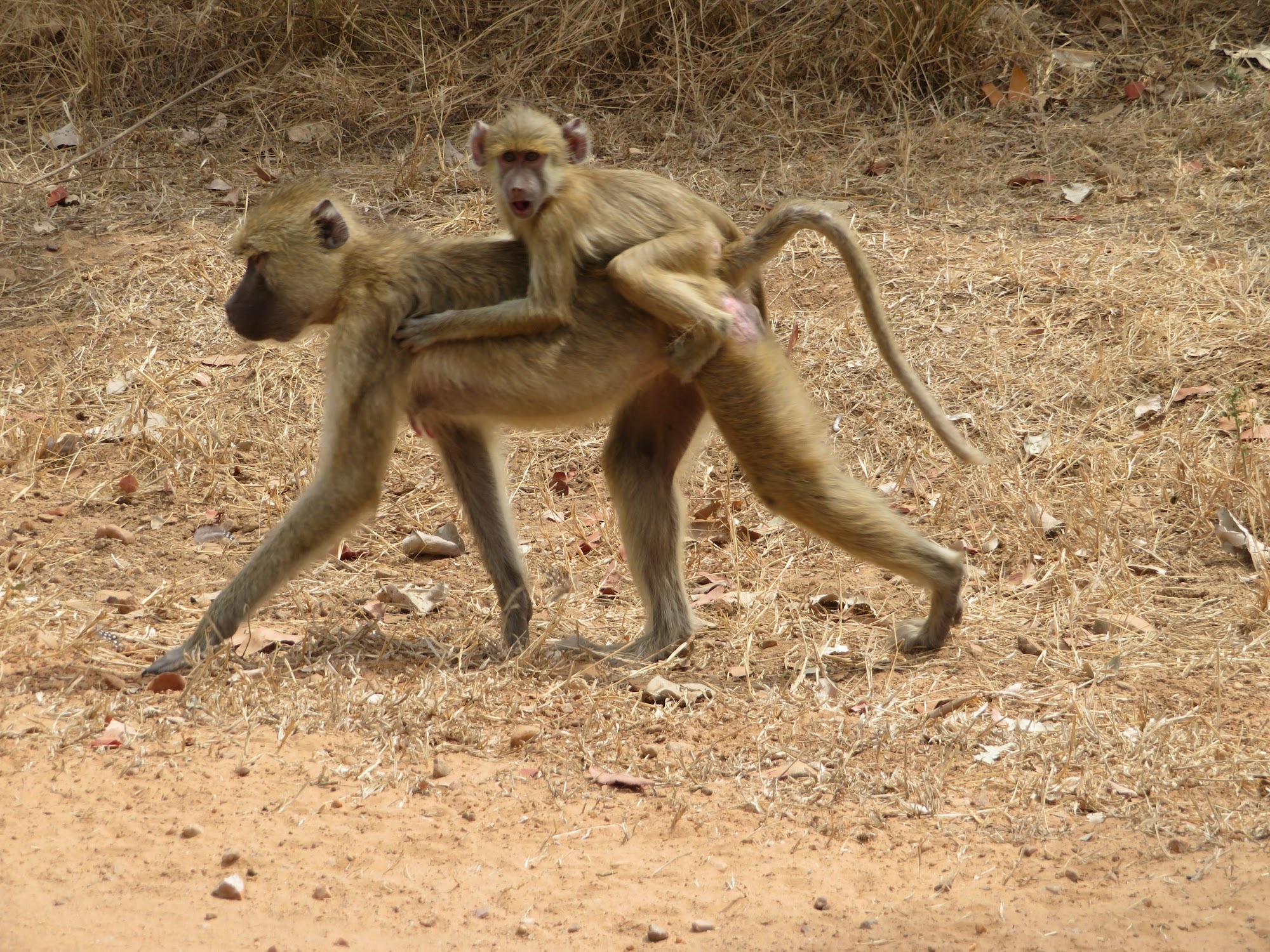 Photograph from our Zambia safari