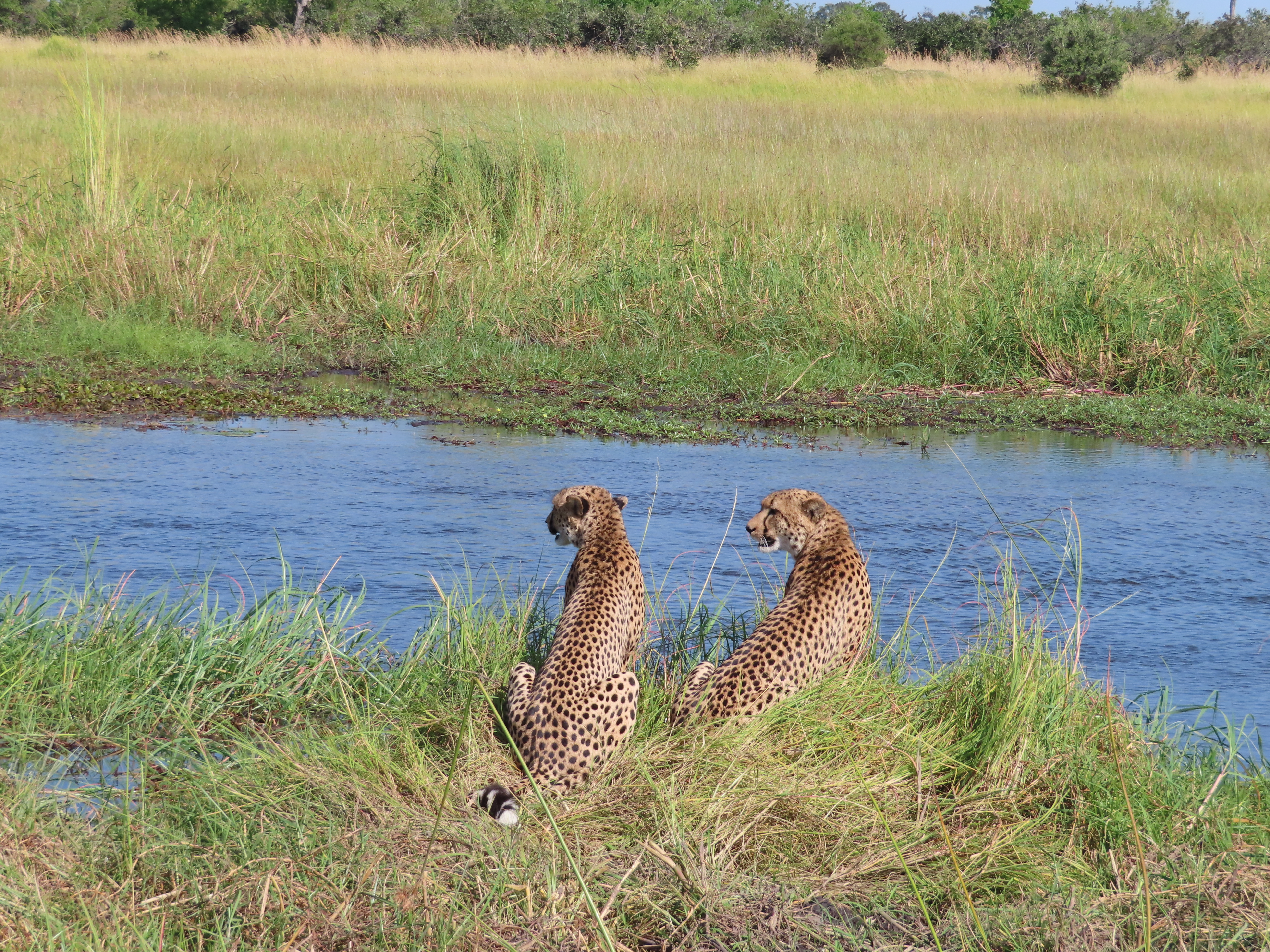 Photograph from our Botswana safari