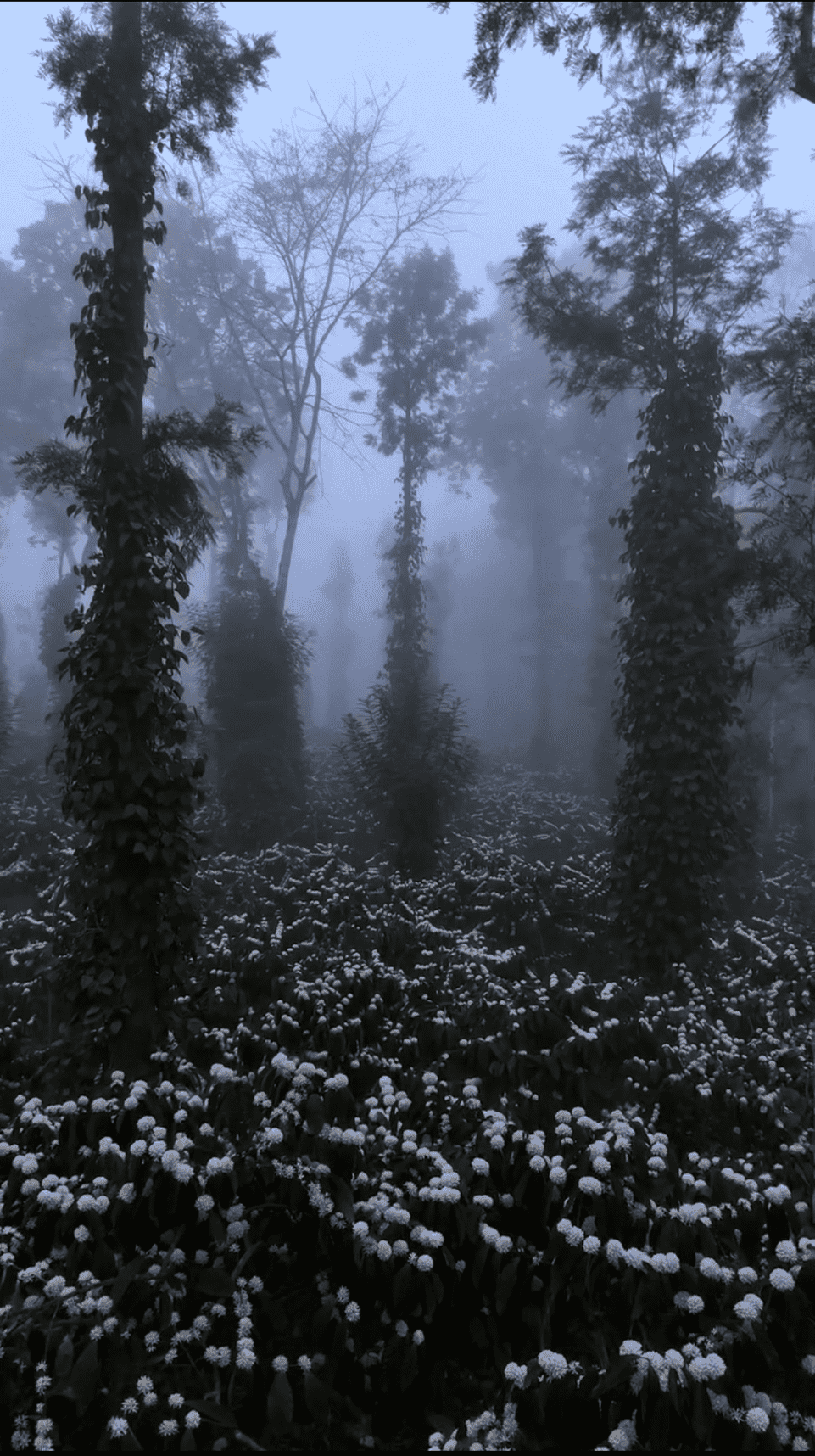 Coffee blossom close-up