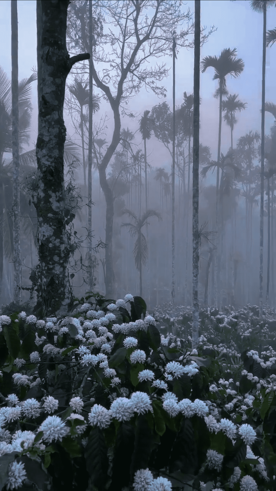 Coffee blossom detail