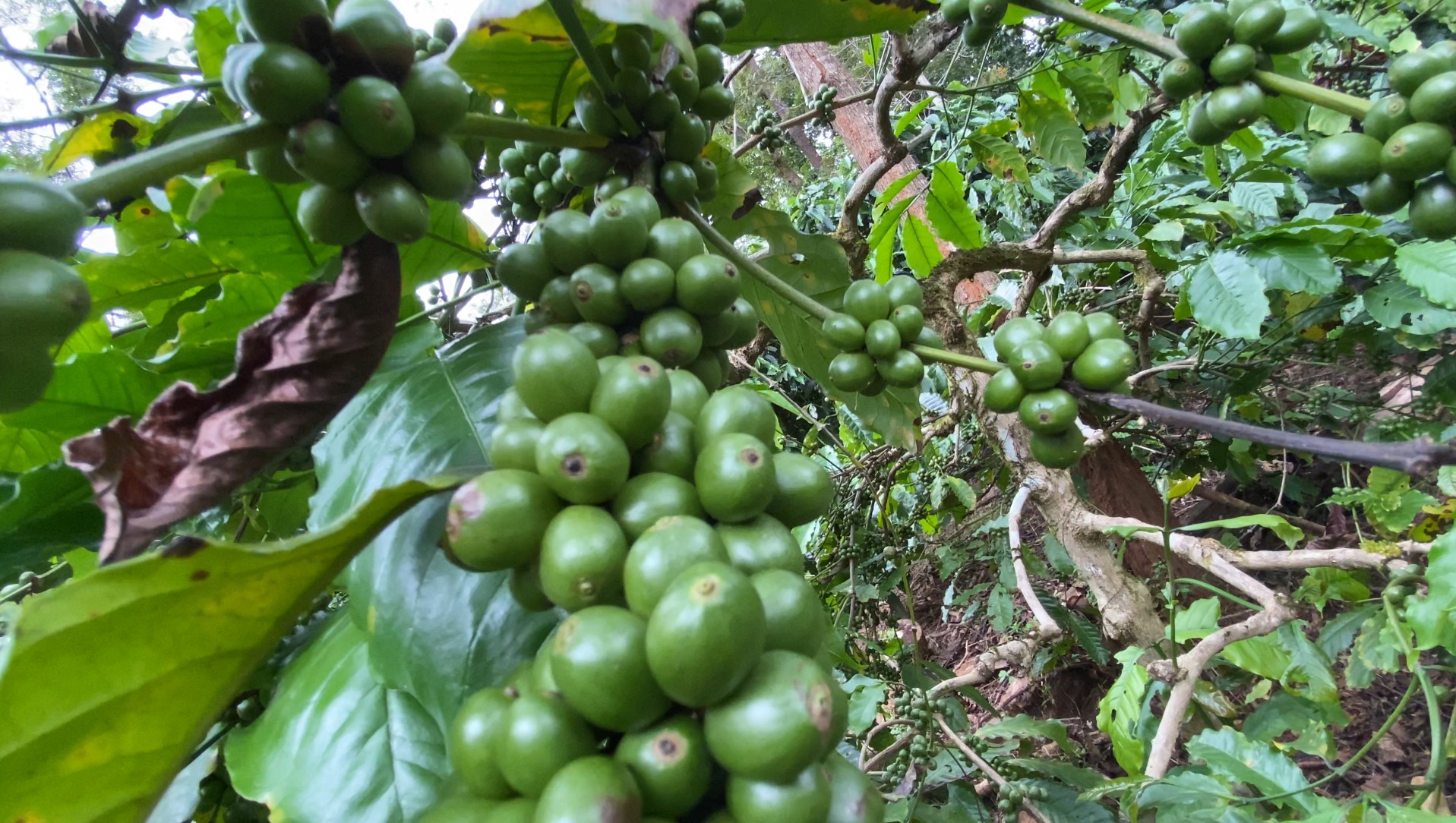 Green cherries
