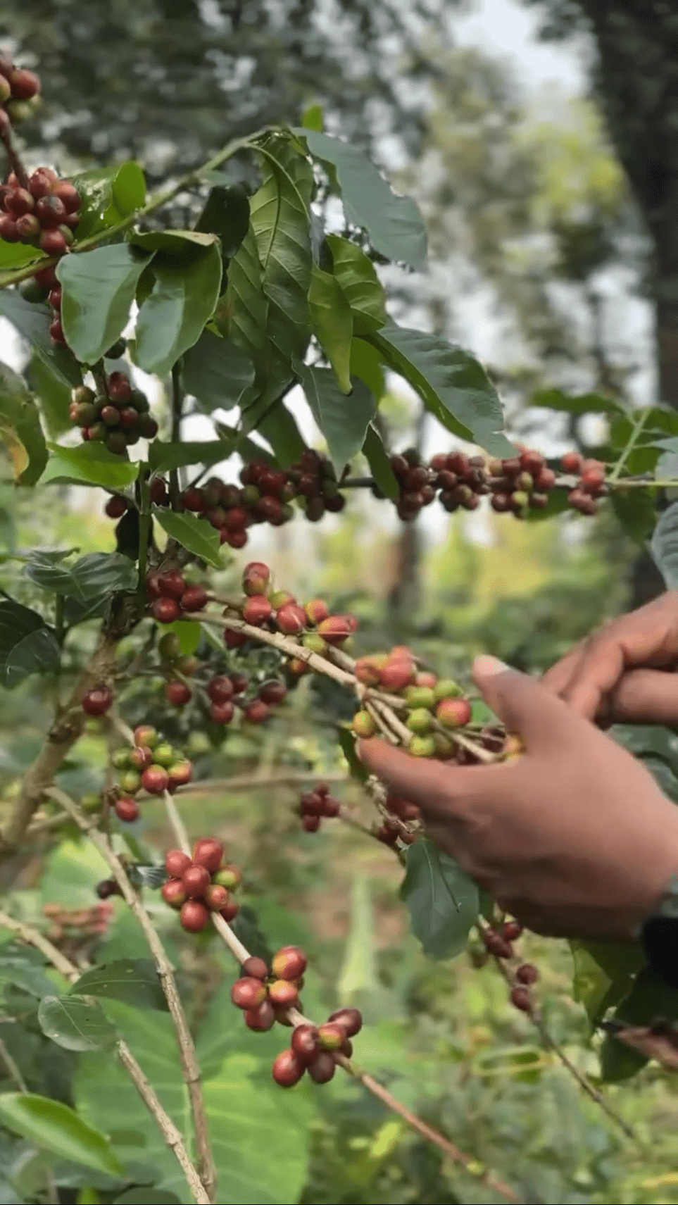 Hand picked cherries