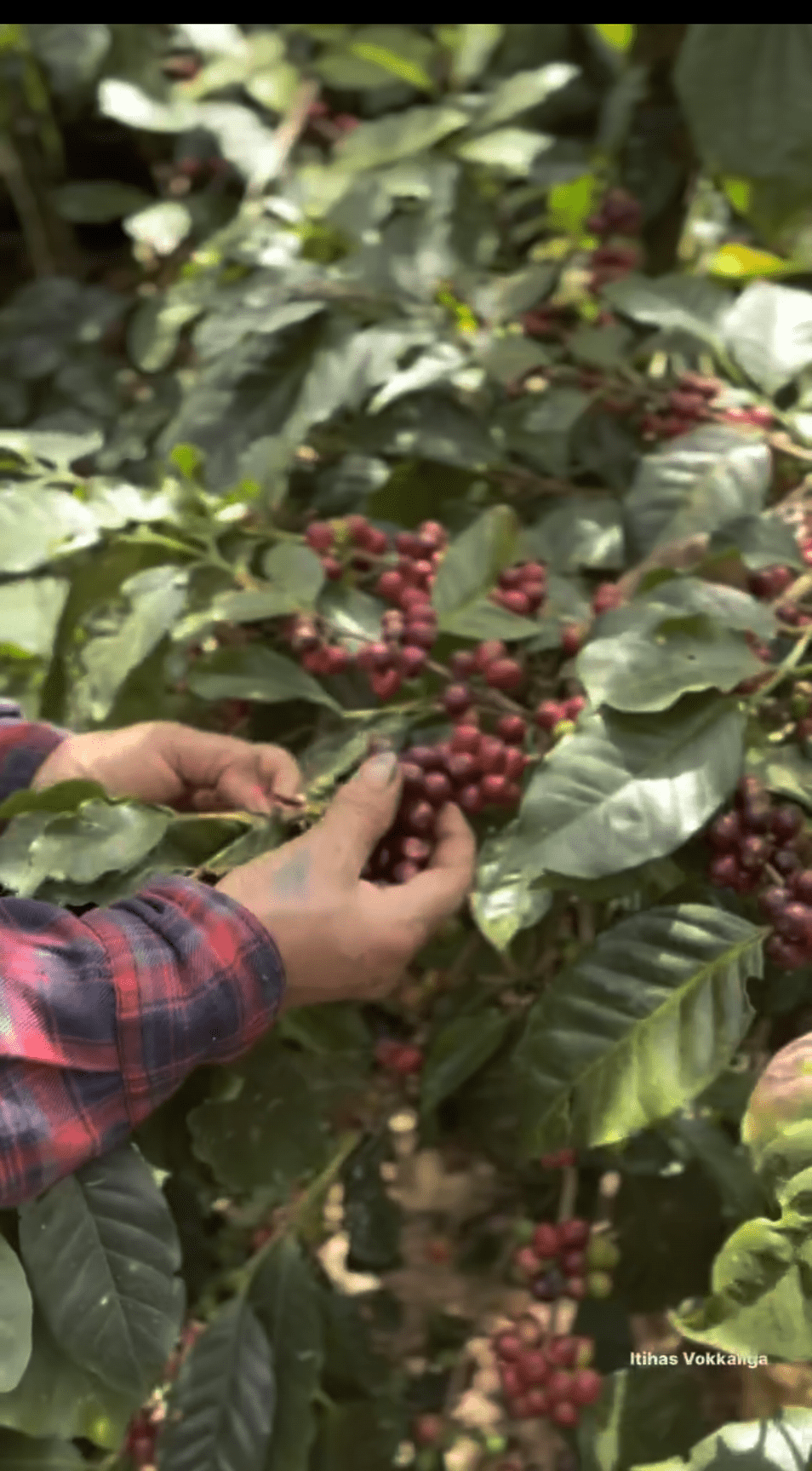 Selective handpicking