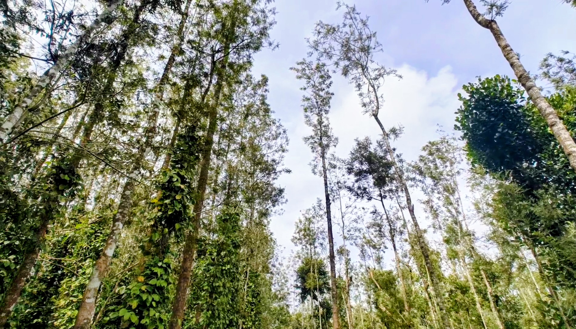 Natural shade canopy