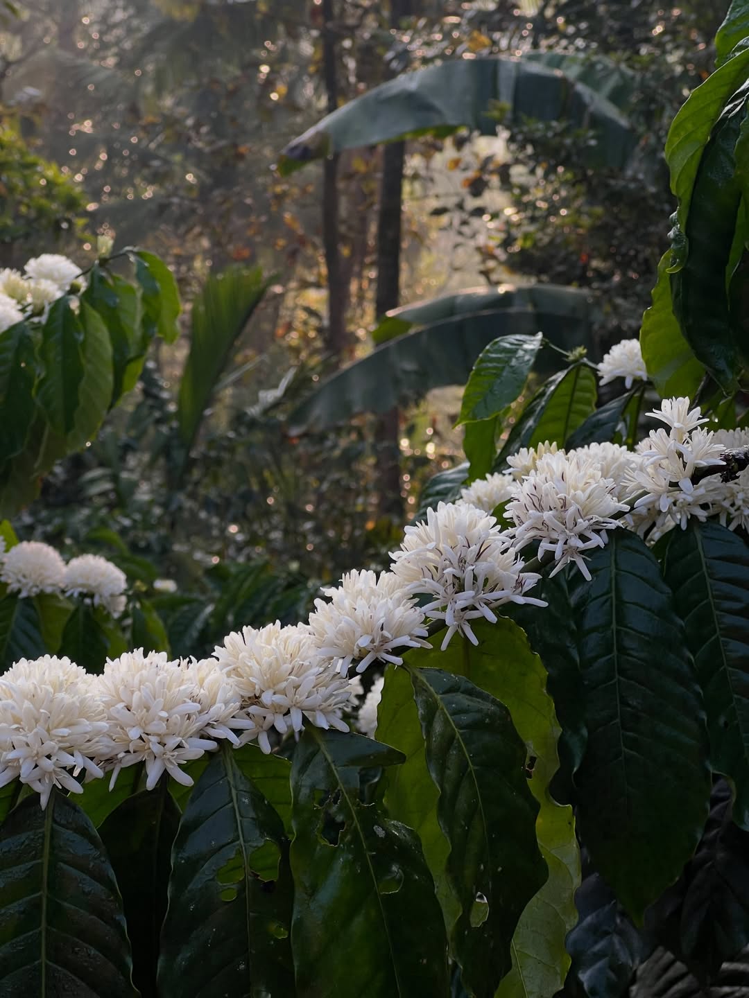 Coffee blossom macro