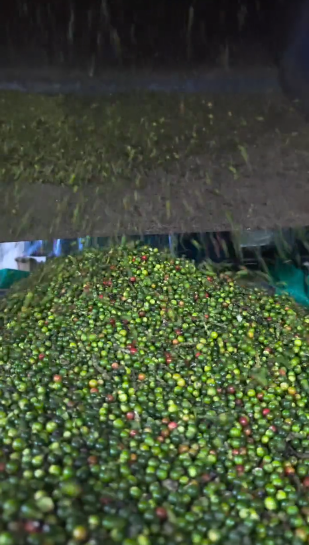 Berry separation threshing process