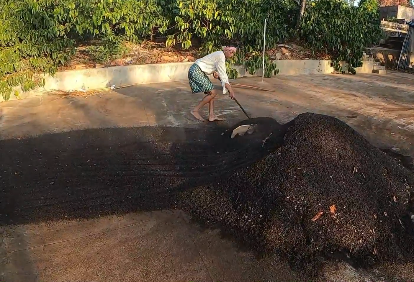Black pepper sun drying