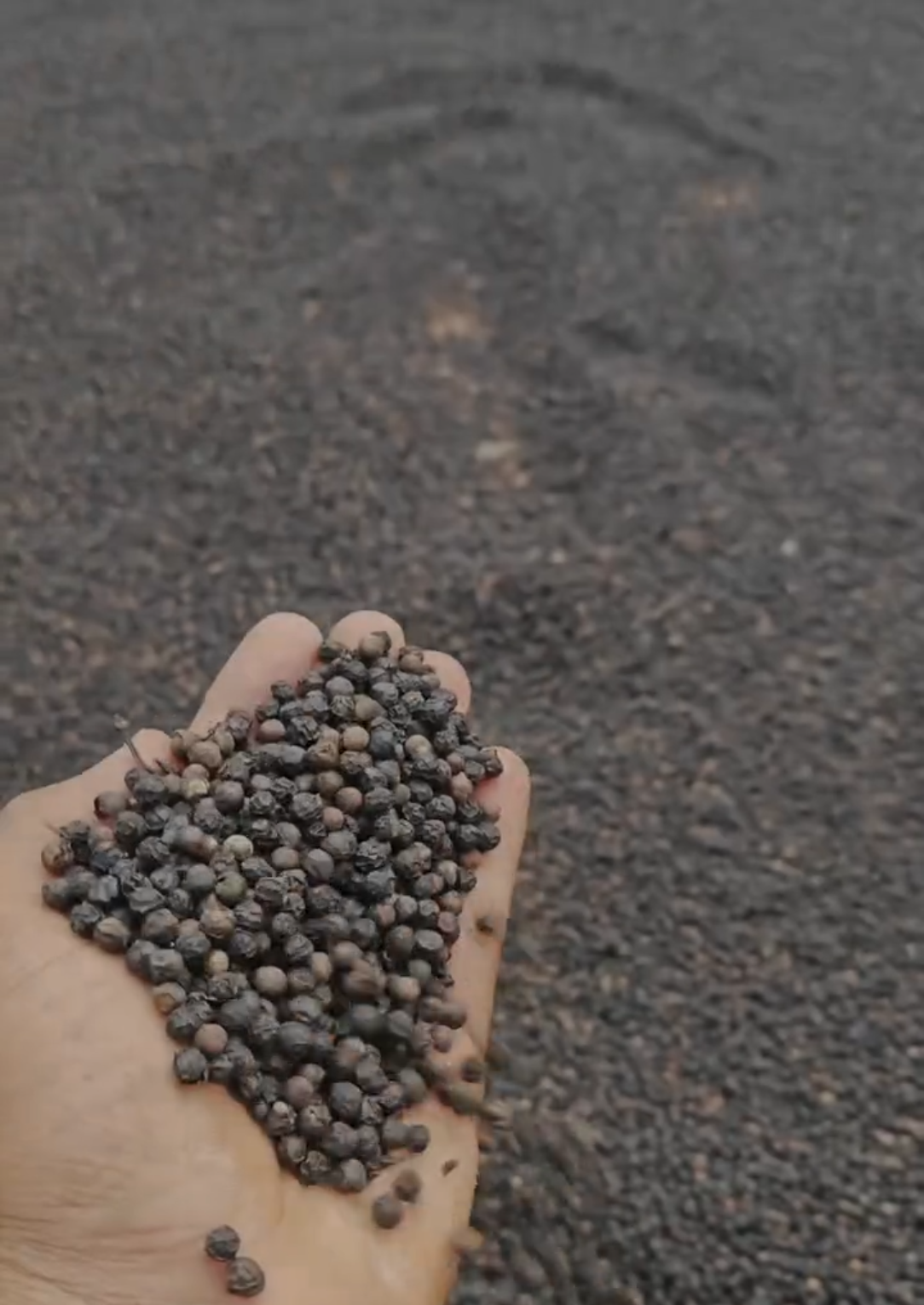 Dried black pepper corns in drying yard