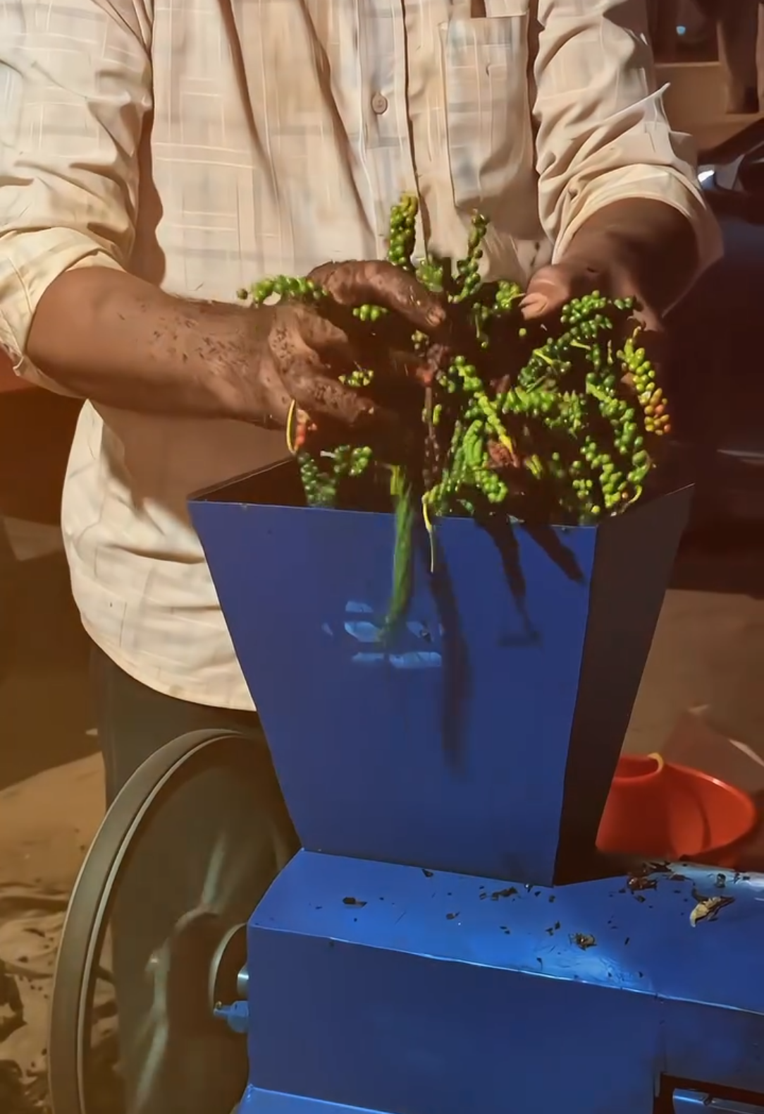 Feeding pepper stalks into huller close-up