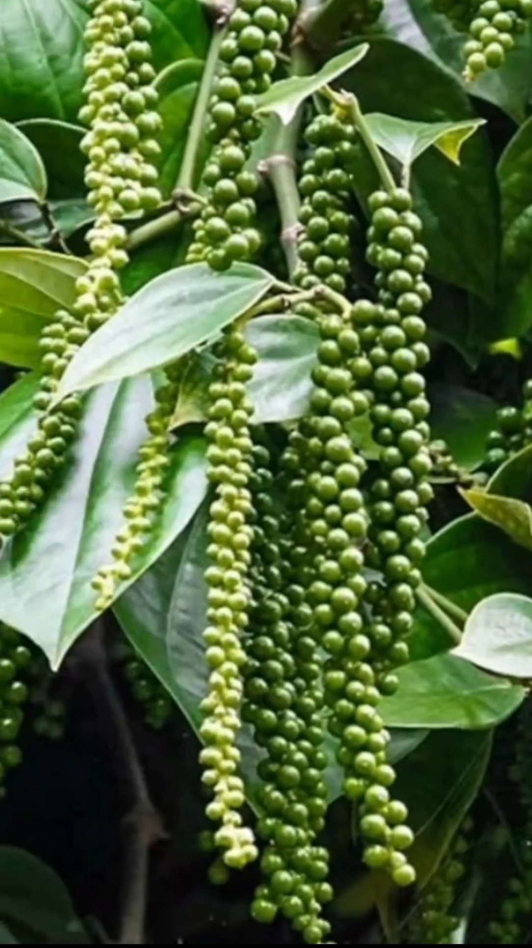 Fresh green pepper berries on vine
