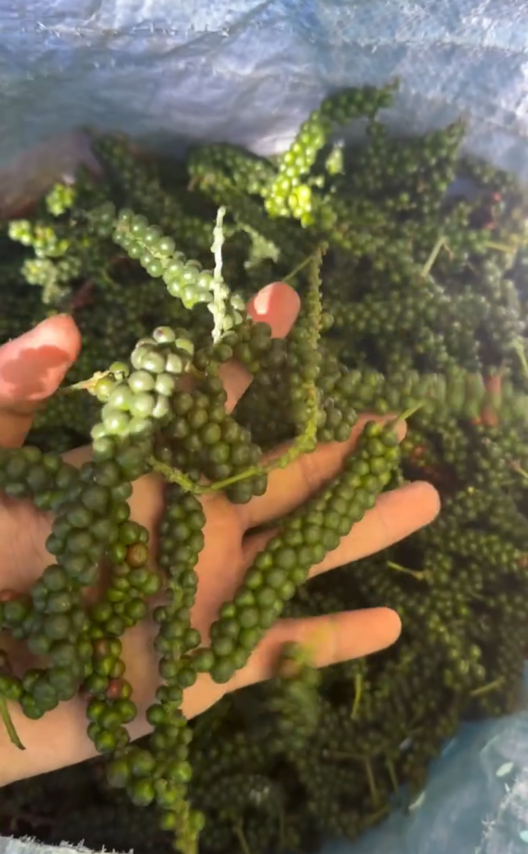 Fresh harvested pepper spikes in hand