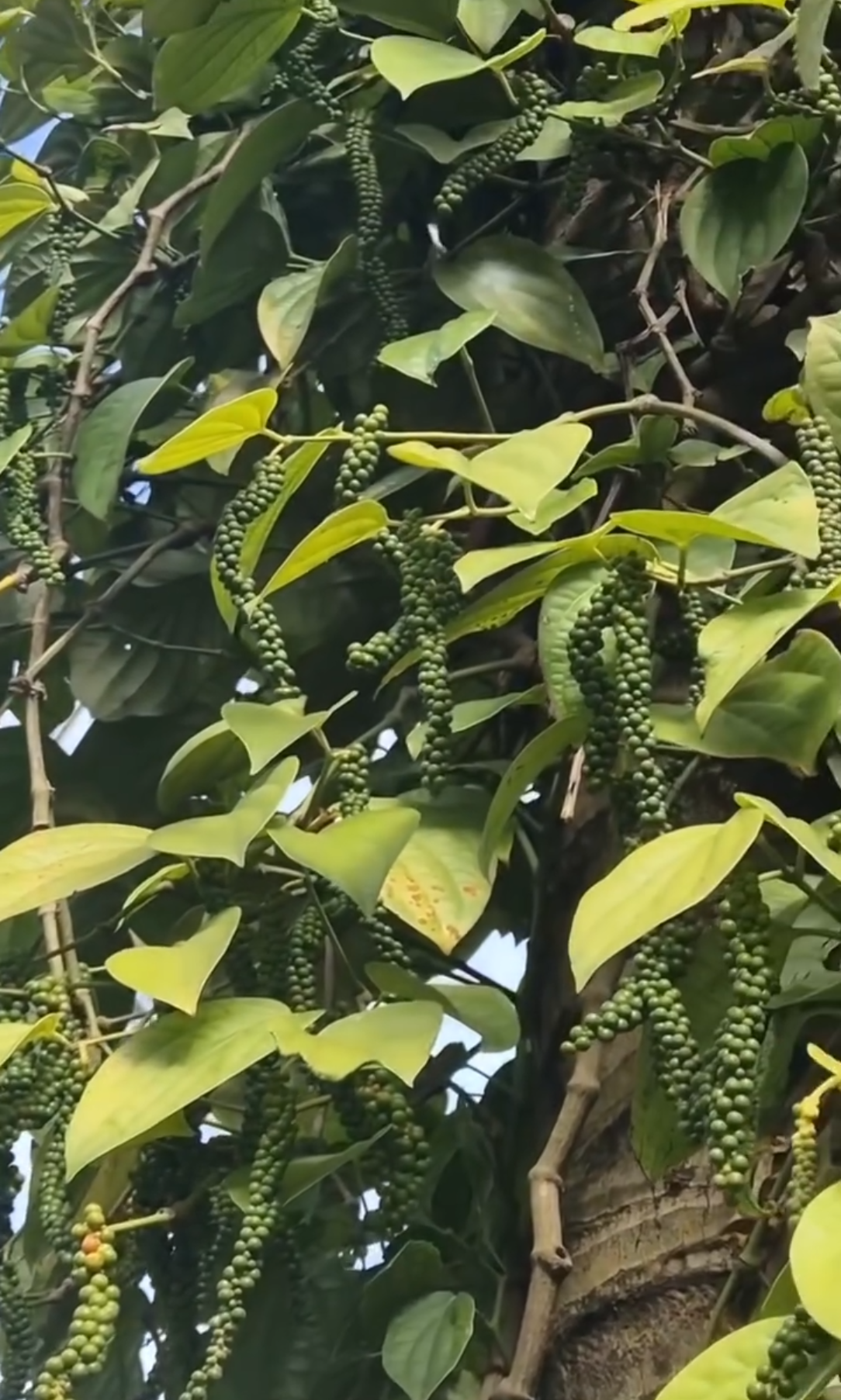 Green pepper berries on vine close-up