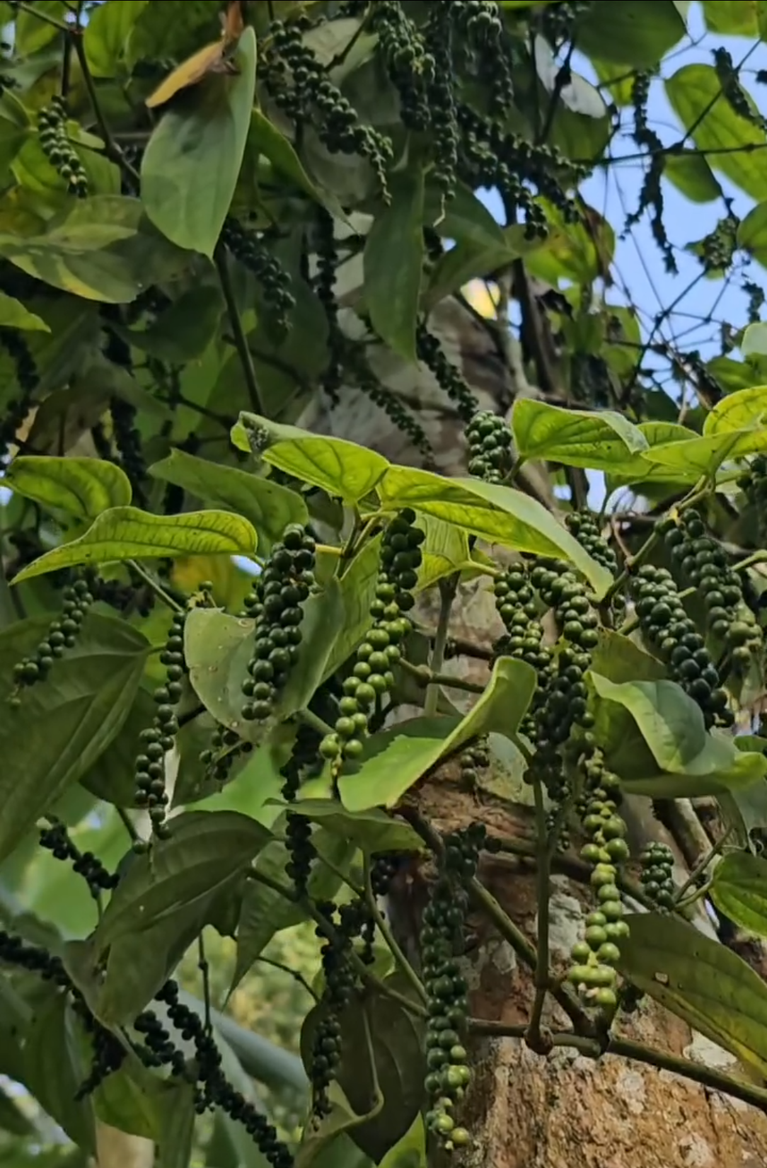 Green pepper berries on bark