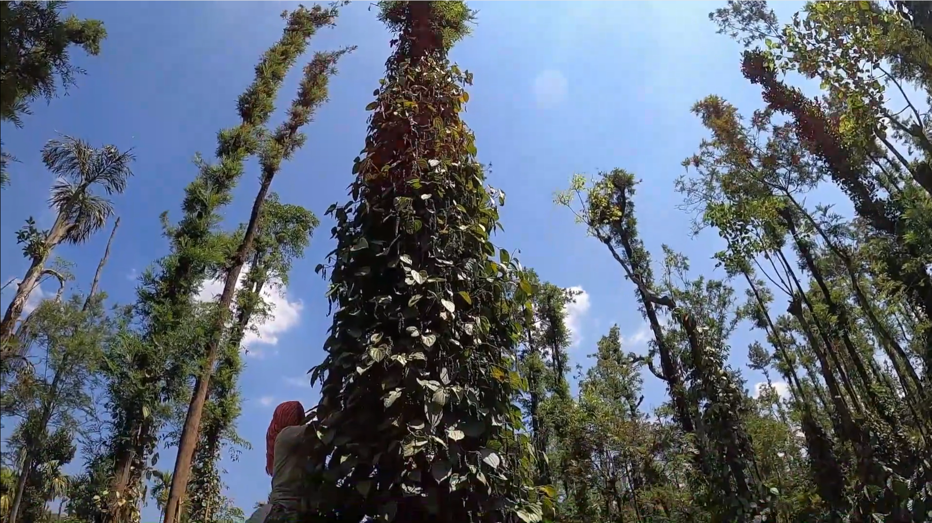 Worker plucking pepper berries