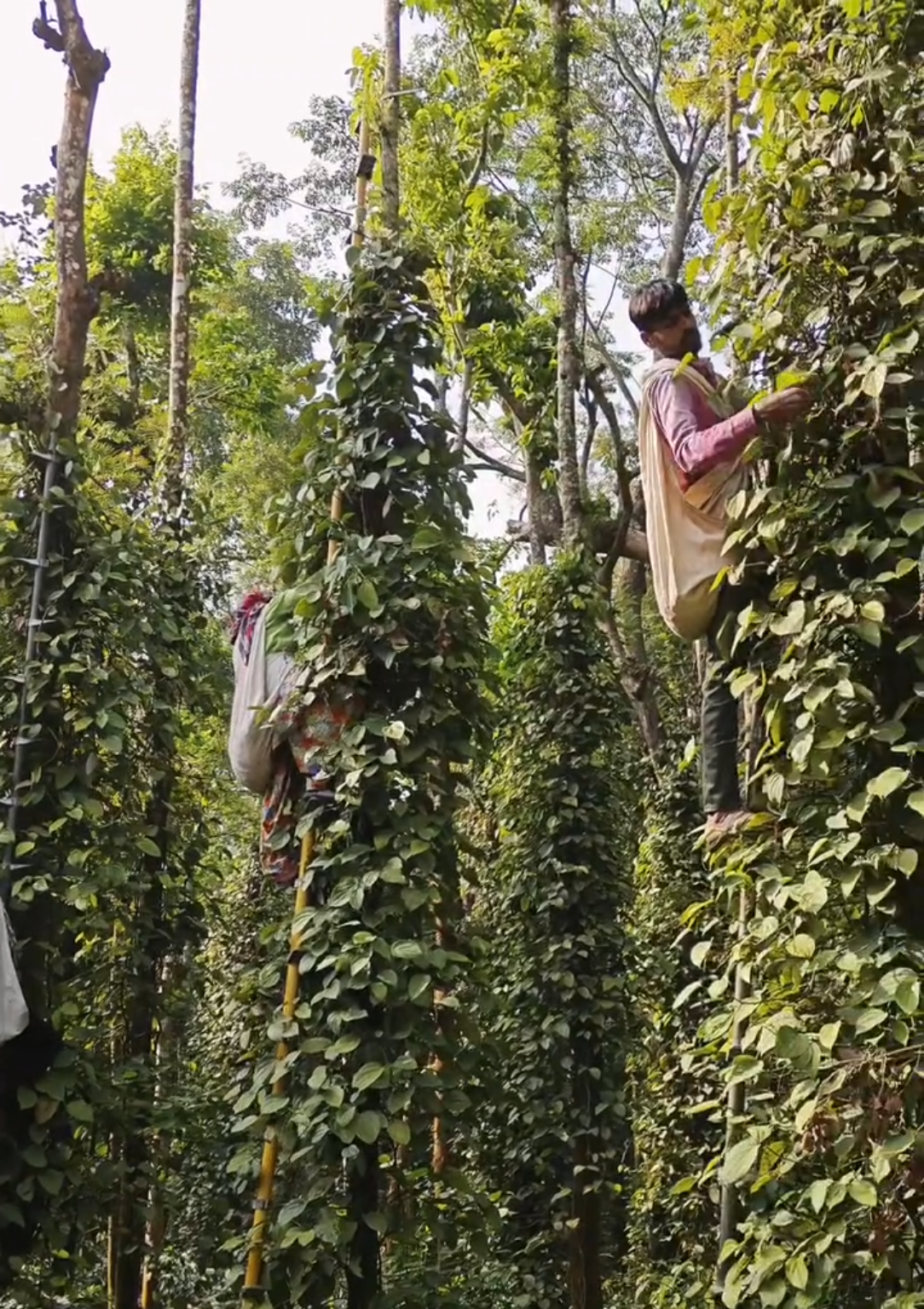 Workers on bamboo ladders harvesting pepper by hand
