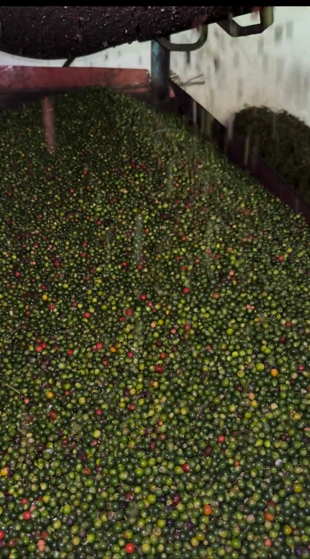 Hulled pepper berries