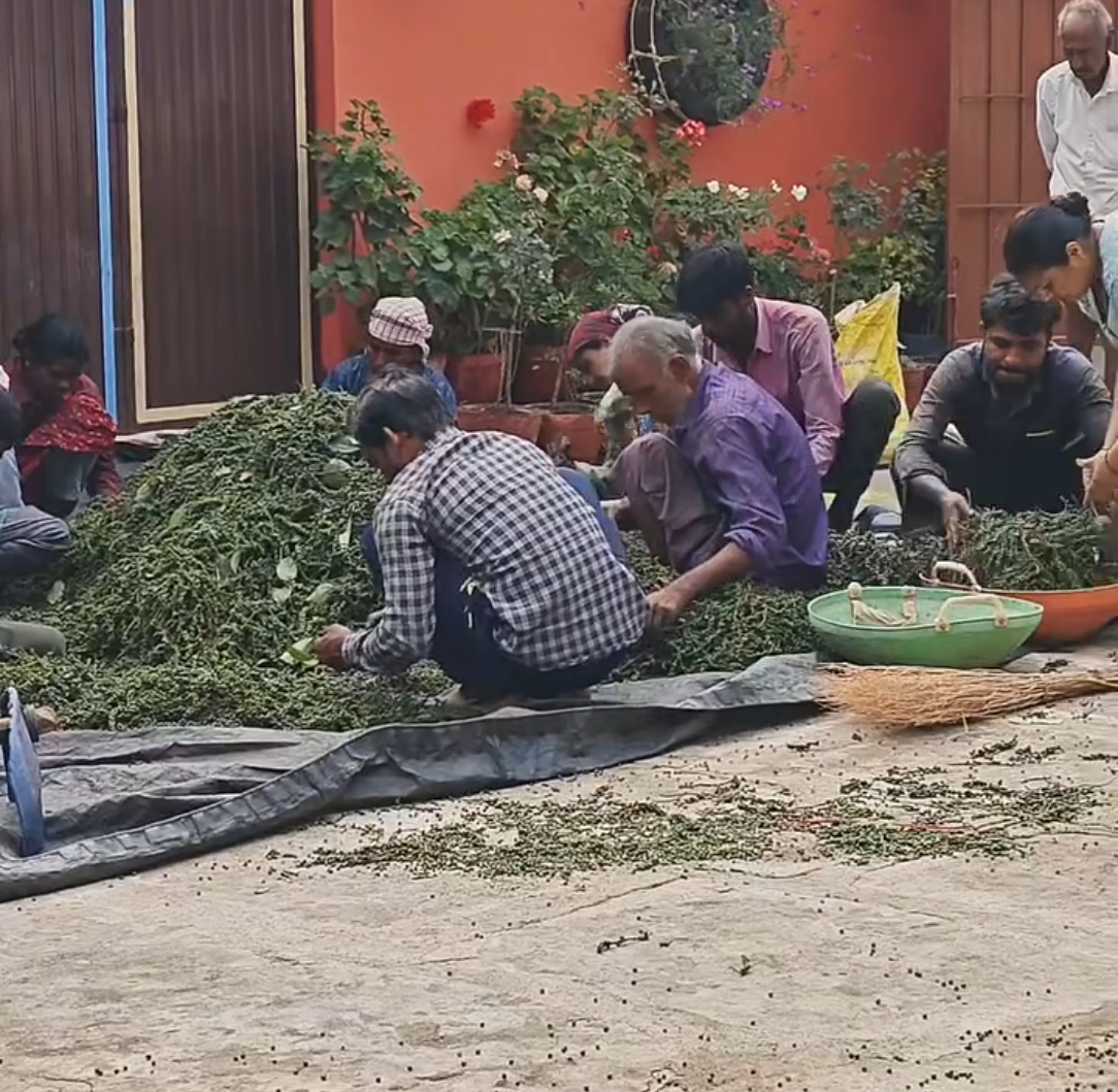Manual stripping of pepper stalks outdoors