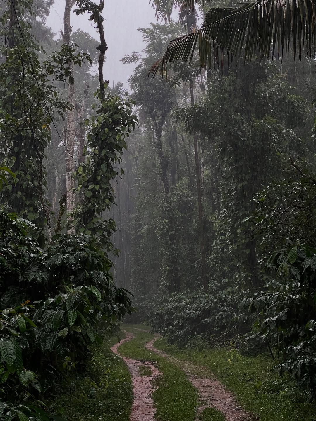 Misty forest path through pepper plantation